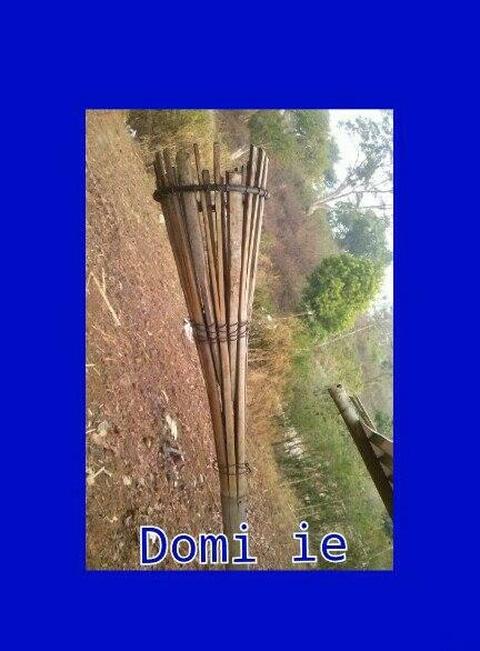 domi (mido)